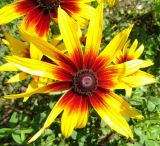 Rudbeckia hirta