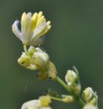 Thalictrum amurense. Часть соцветия. Приморский край, г. Владивосток, о. Русский, бух. Ахлёстышева, прибрежный луг. 31.07.2023.