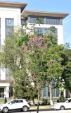 Robinia &times; margaretta