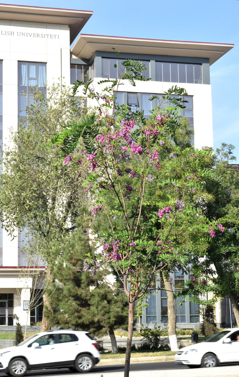 Image of Robinia &times; margaretta specimen.
