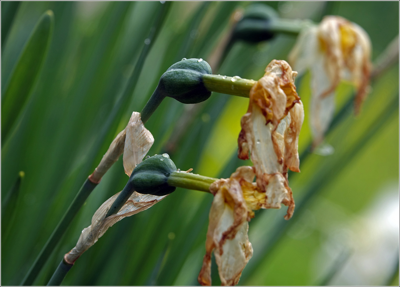 Image of genus Narcissus specimen.