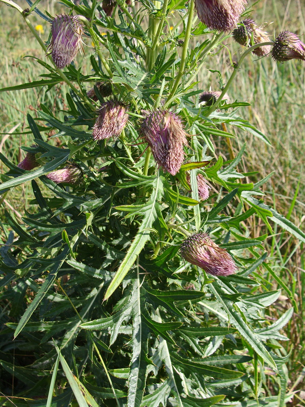 Изображение особи Cirsium pendulum.