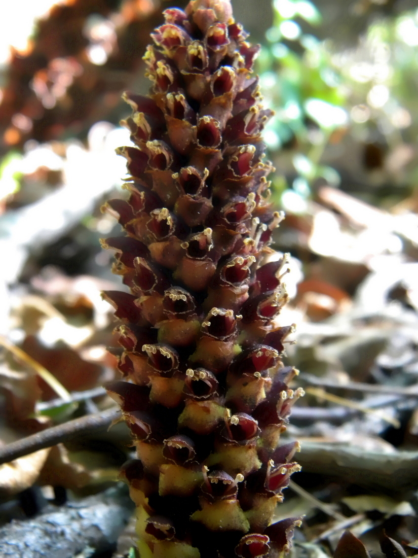 Image of Boschniakia rossica specimen.