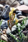 Astragalus rubrigalli