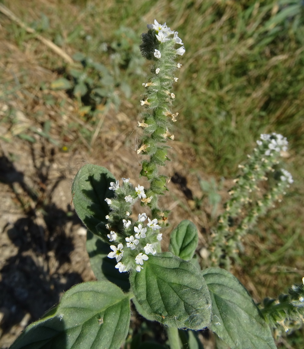 Изображение особи Heliotropium europaeum.