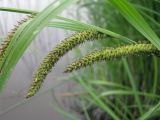 Carex acuta. Женские колоски. Ярославская обл., Угличский р-н, дер. Масальское, р. Корожечна. 27.05.2010.