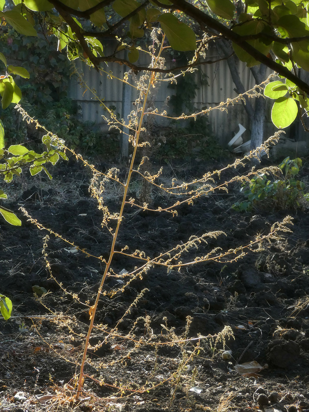 Image of genus Atriplex specimen.