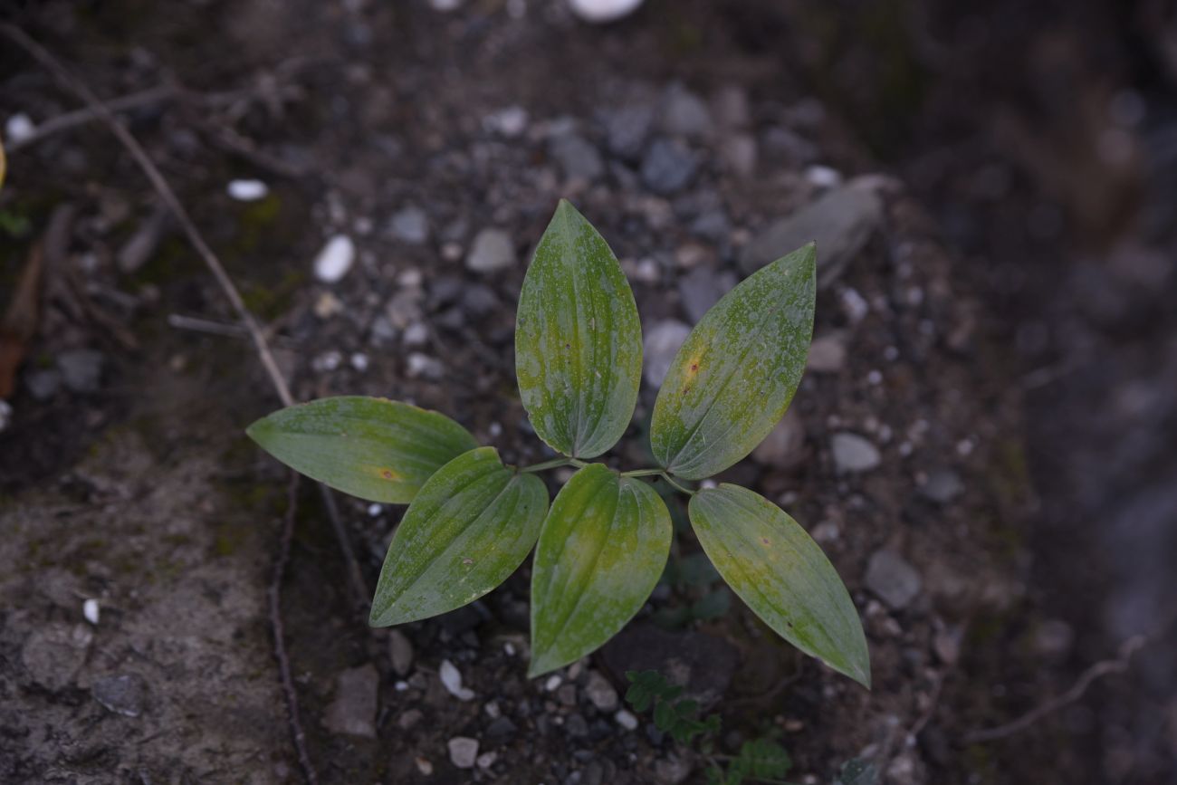 Изображение особи род Polygonatum.