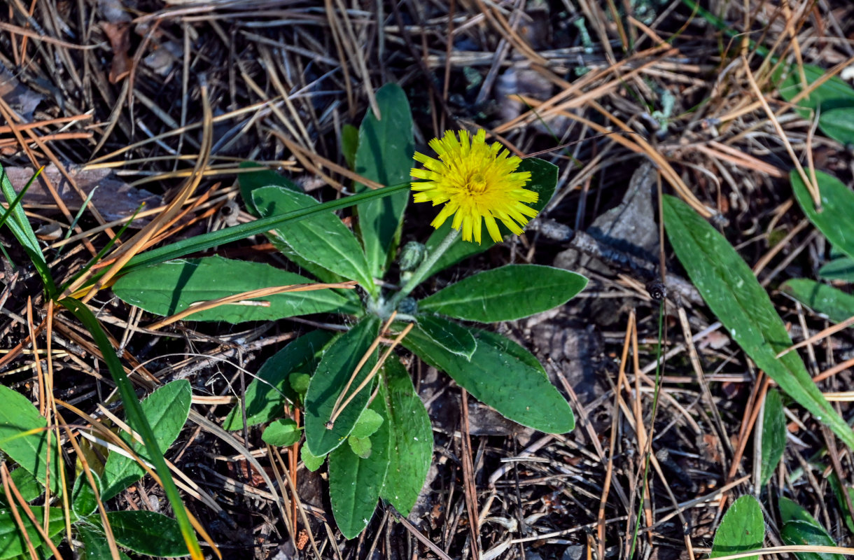 Изображение особи Pilosella officinarum.