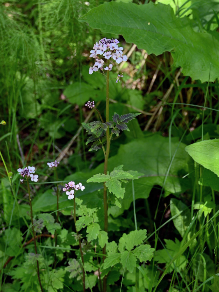 Image of Cardamine macrophylla specimen.