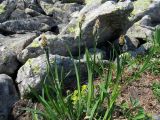 Carex altaica