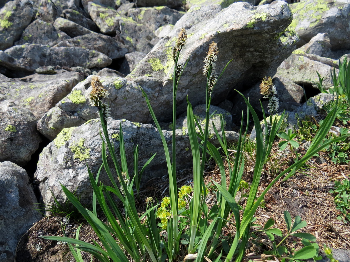 Image of Carex altaica specimen.