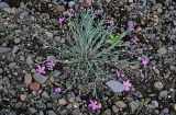 Dianthus repens. Цветущее растение. Красноярский край, Таймырский Долгано-Ненецкий р-н, плато Путорана, устье р. Кутарамакан, каменистый пляж. 23.07.2023.