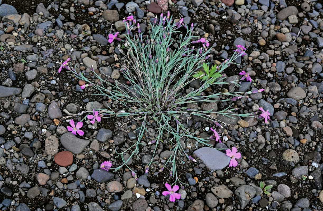 Изображение особи Dianthus repens.