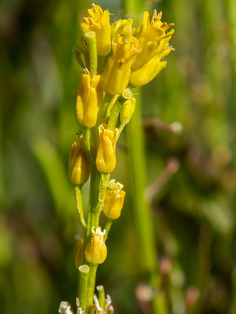 Image of Barbarea stricta specimen.