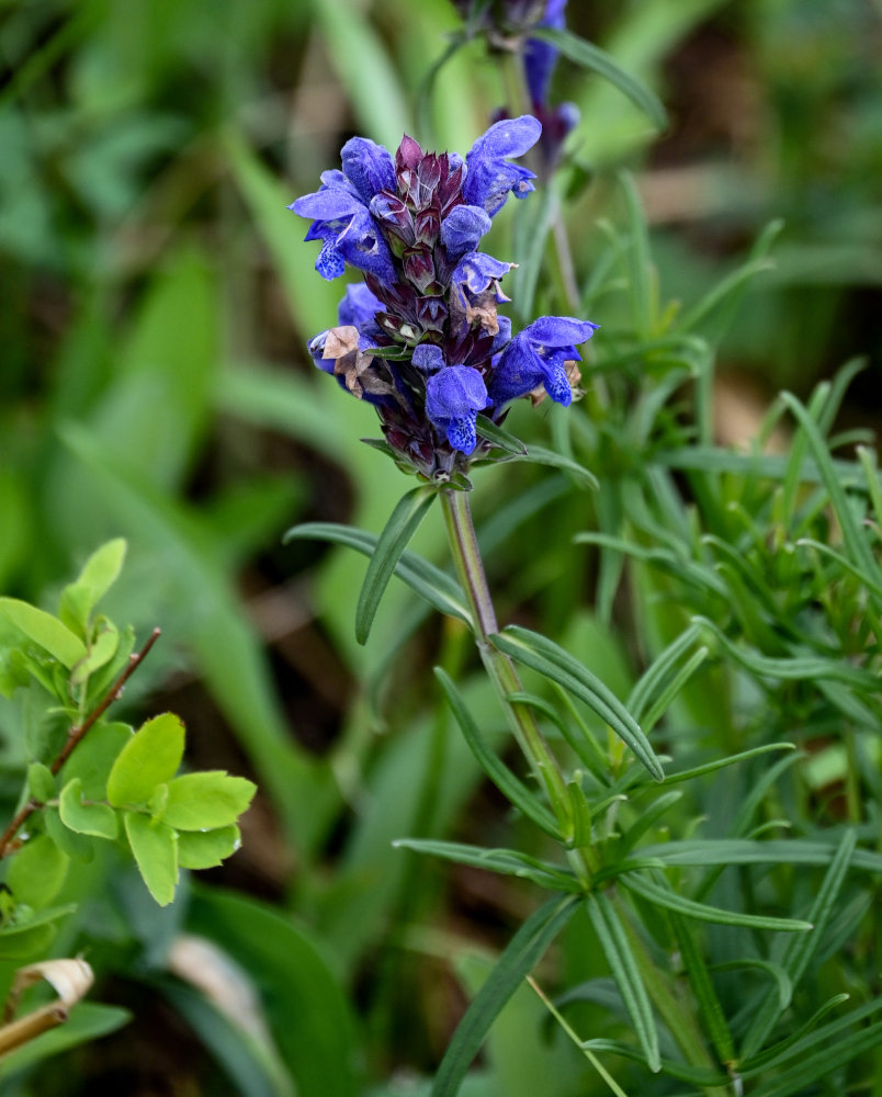 Изображение особи Dracocephalum ruyschiana.