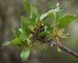 Cornus mas. Верхушка ветви с отцветшими соцветиями и разворачивающимися листьями. Крым, Бахчисарайский р-н, окр. с. Трудолюбовка. 05.05.2010.