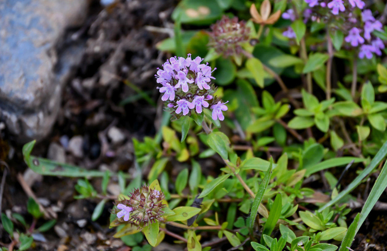 Изображение особи род Thymus.