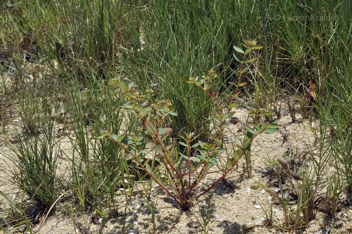 Image of genus Euphorbia specimen.