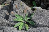 Plantago camtschatica. Плодоносящее растение. Курильские о-ва, о-в Итуруп, окр. мыса Исопараури, каменистый пляж. 22.08.2023.