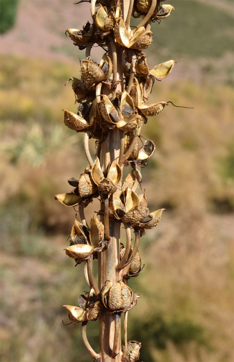 Image of Eremurus regelii specimen.