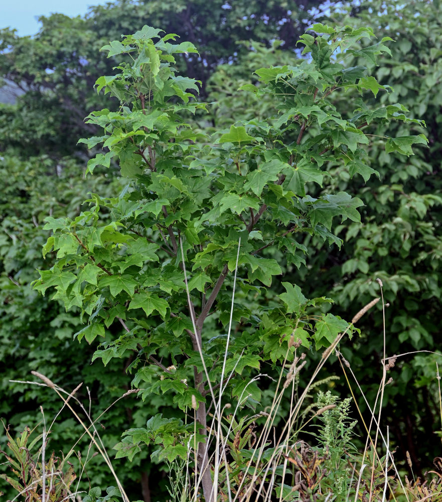 Image of Acer mayrii specimen.
