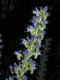 Echium vulgare