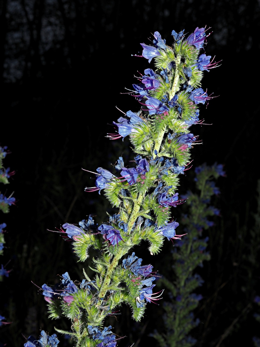 Изображение особи Echium vulgare.