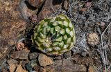 Orostachys spinosa. Вегетирующие растения. Оренбургская обл., Гайский гор. округ, Губерлинские горы, каменистый склон. 03.07.2023.