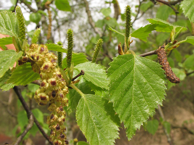 Изображение особи Betula pubescens.