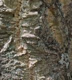 Phellodendron amurense
