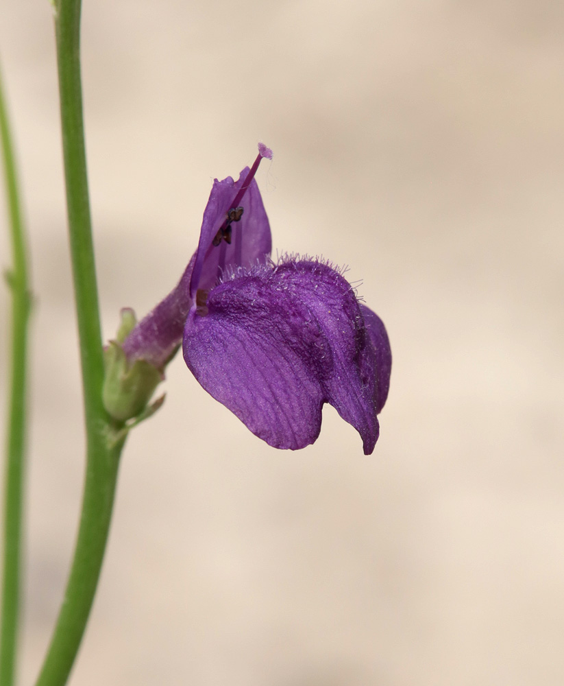 Image of Dodartia orientalis specimen.