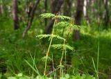Equisetum sylvaticum