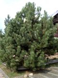 Pinus nigra