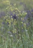 Thalictrum minus