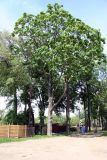 Acer platanoides