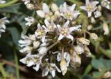 Cynanchum sibiricum