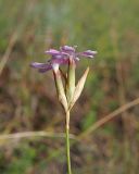 Dianthus borbasii. Соцветие (вид сбоку). Ульяновская обл., Мелекесский р-н, дол. р. Бирля, остепнённый береговой склон. 05.08.2023.