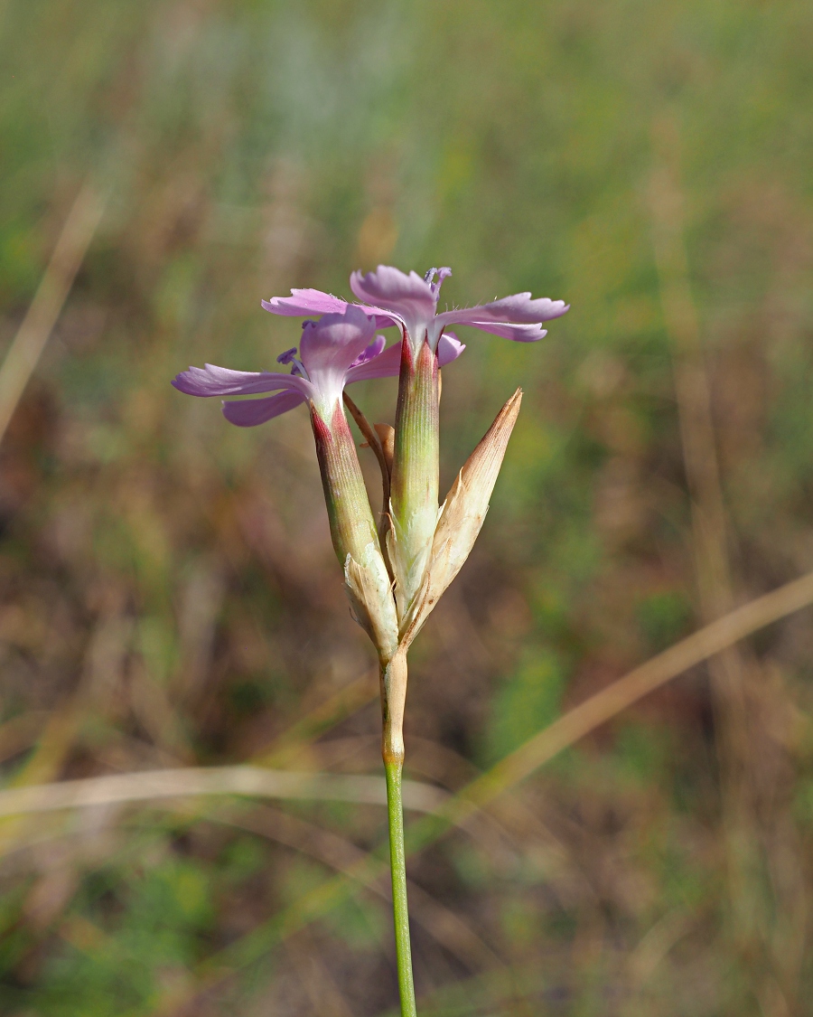 Изображение особи Dianthus borbasii.