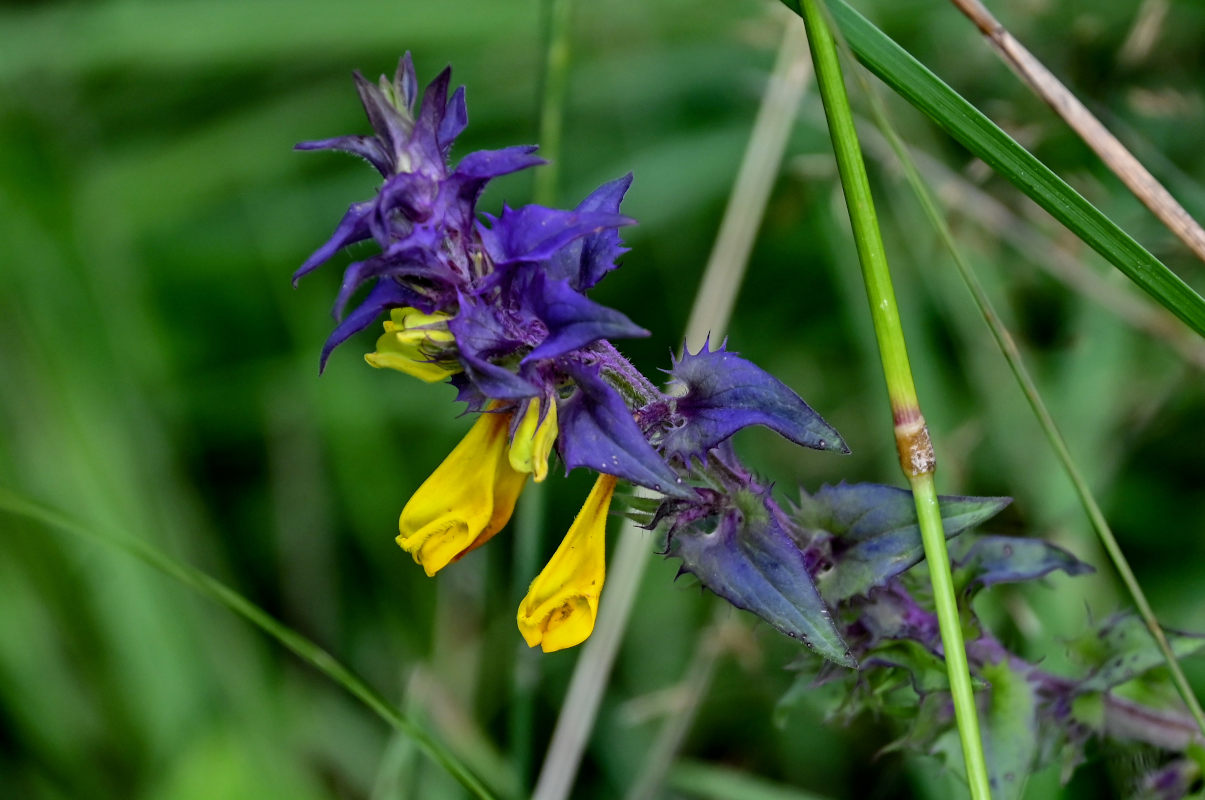 Image of Melampyrum nemorosum specimen.