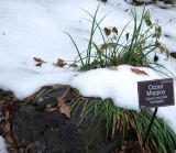 Carex morrowii
