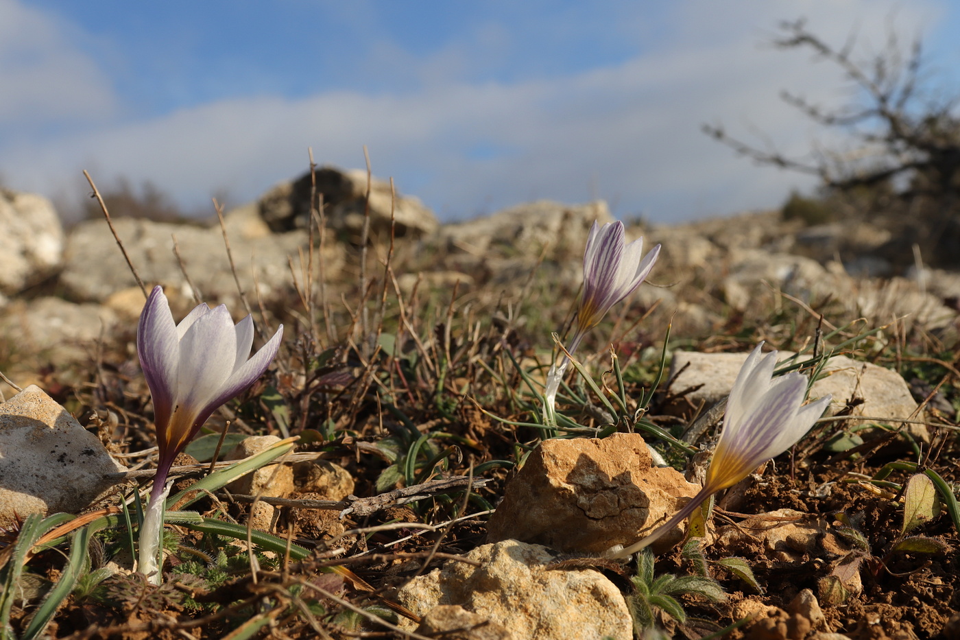 Изображение особи Crocus tauricus.