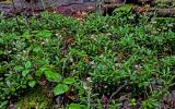 Chimaphila umbellata
