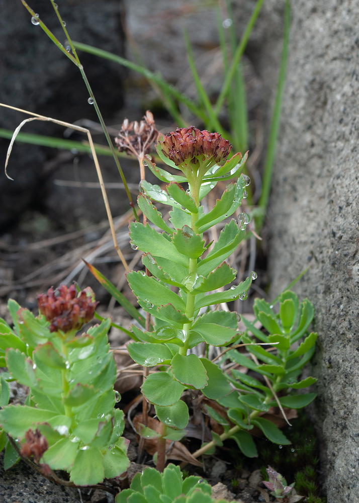 Image of Rhodiola rosea specimen.