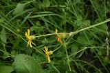 Tephroseris subfloccosa. Верхушка цветущего растения. Чечня, Шаройский р-н, с. Хакмадой, выс. ок. 1650 м н.у.м., луг в 200 м от минерального источника. 2 июля 2024 г.