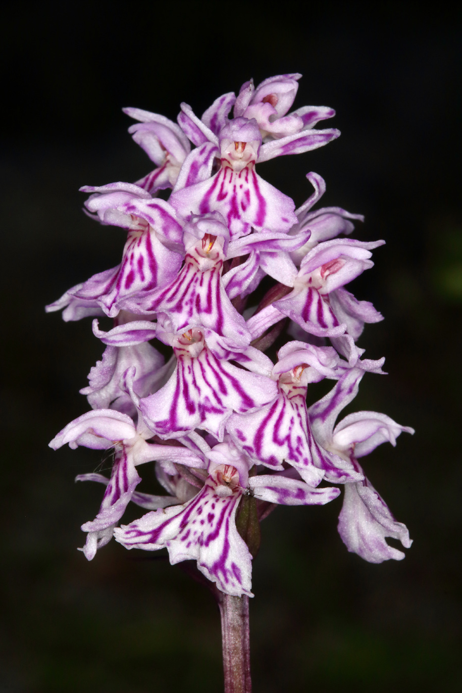 Image of Dactylorhiza psychrophila specimen.