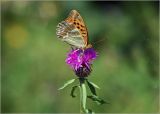 Centaurea phrygia. Соцветие с питающейся бабочкой Перламутровкой большой лесной (Argynnis paphia). Московская обл., Раменский р-н, окр. ж.-д. платформы Хрипань, залежь. 08.07.2011.