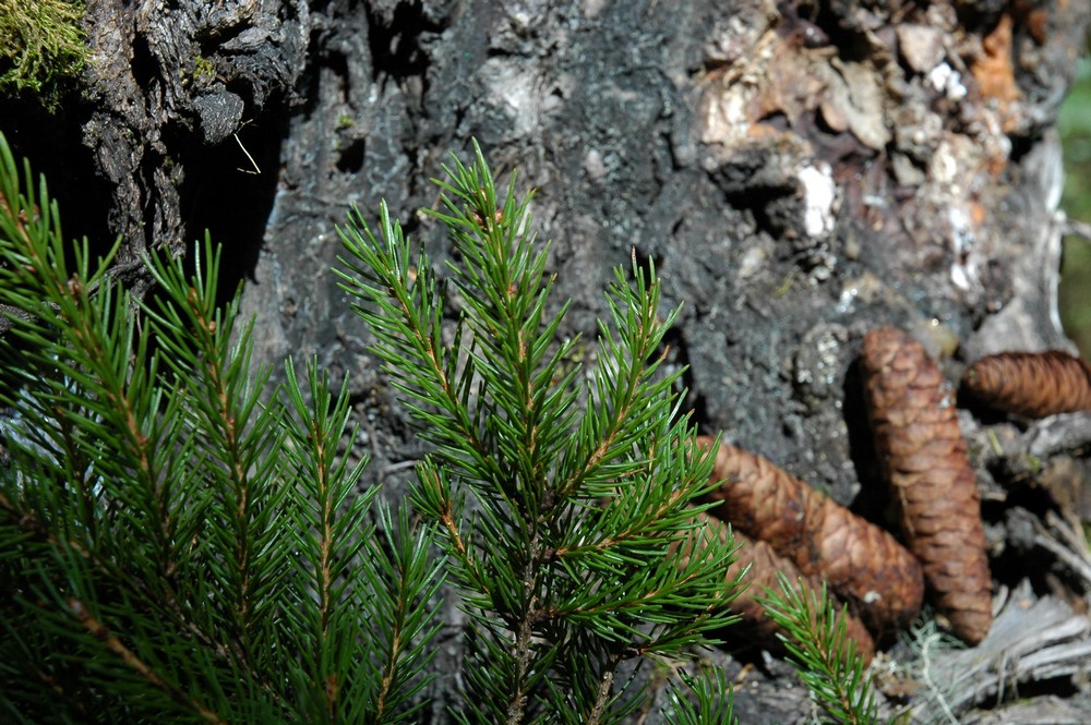 Image of Picea morrisonicola specimen.