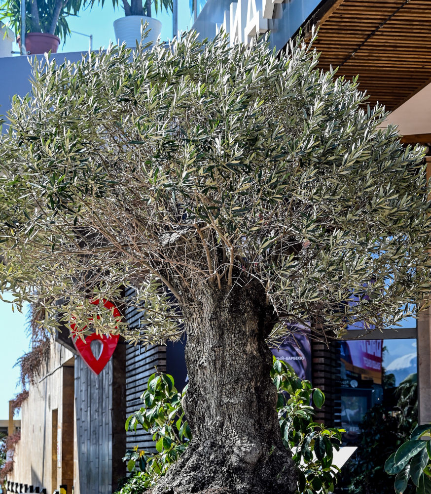 Image of Olea europaea specimen.