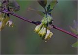 Lonicera edulis